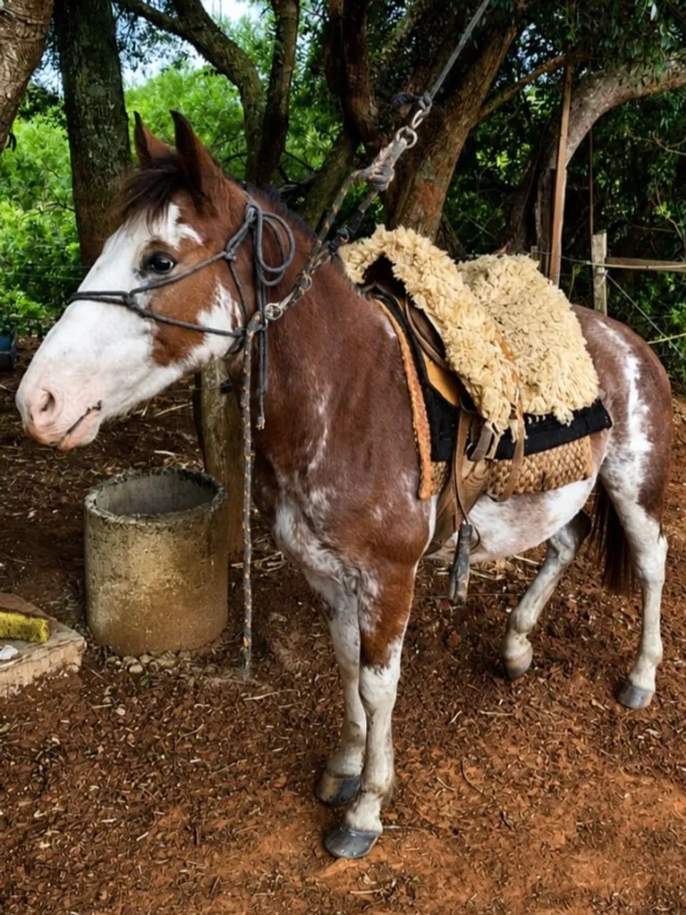Oportunidade, Cavalo Crioulo linda pelagem rara, Oveiro, excelente de laço, manso - Foto 2