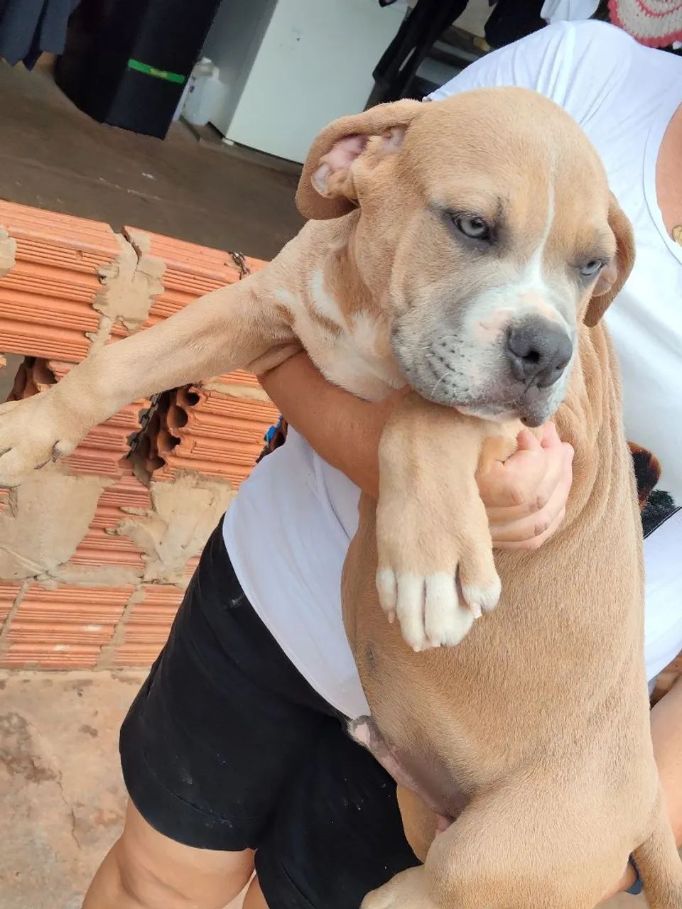 Pitmonster 