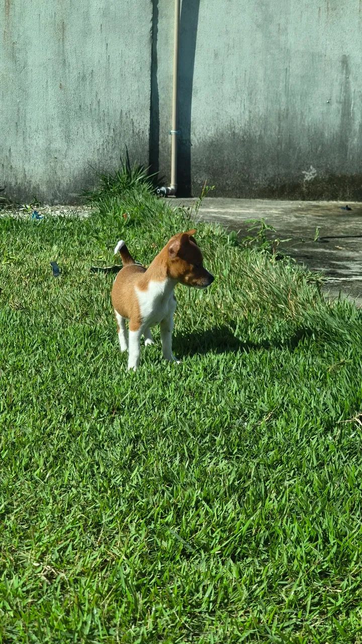 Cachorro 
