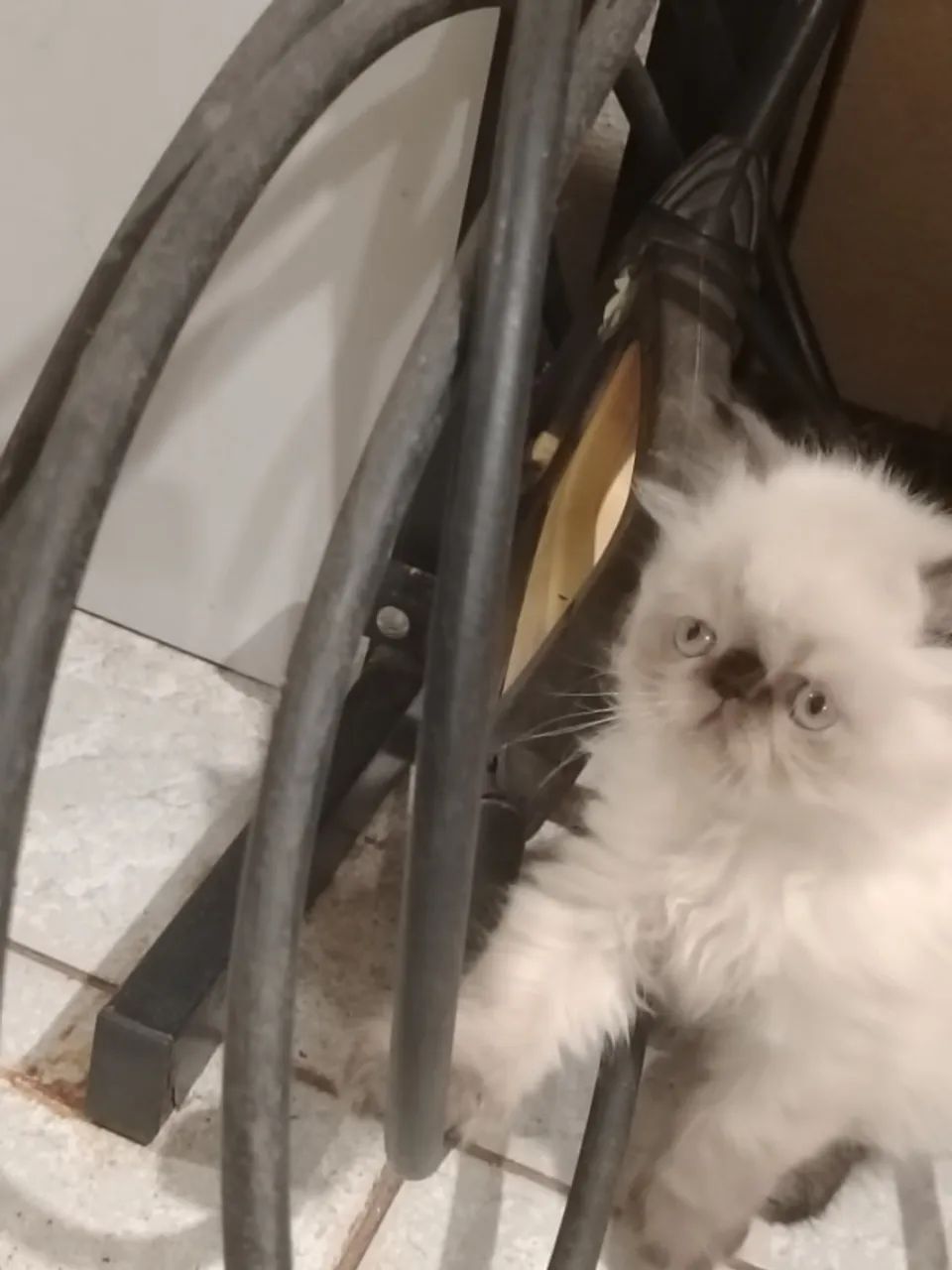 Gato Persa