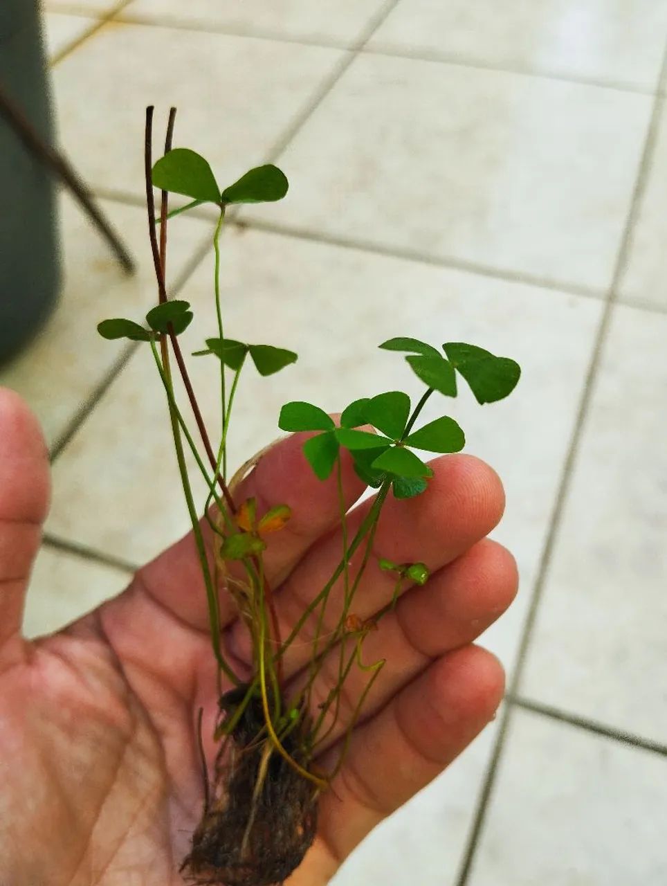 Vendo mudas de trevo ? folhas  - Foto 3