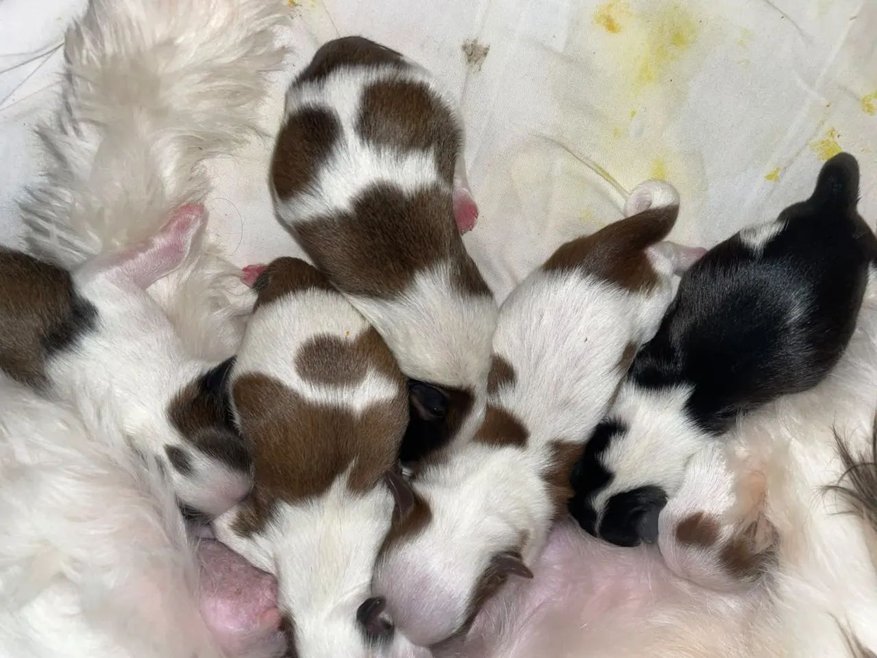 Vendas Cachorros, Shitzus - Foto 4