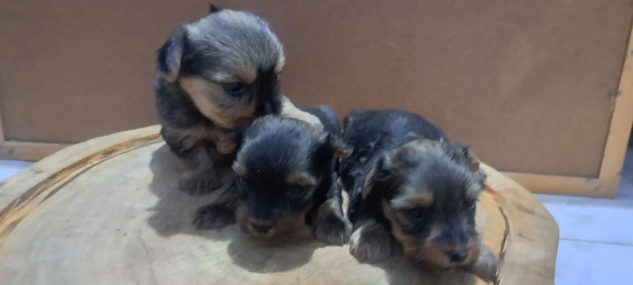 Cachorros  - Foto 4