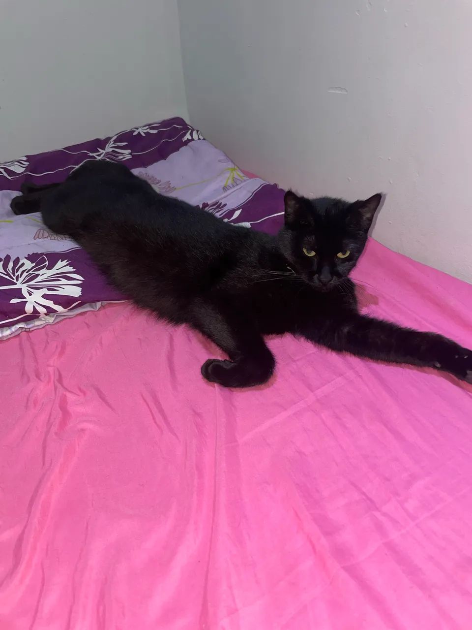 Gata adoção responsável  - Foto 3