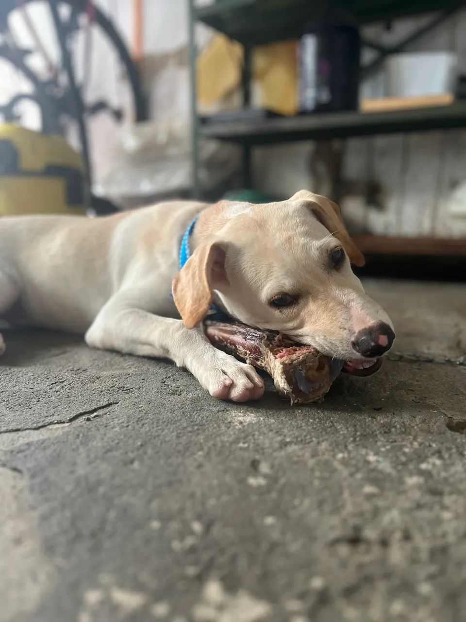 Cachorro