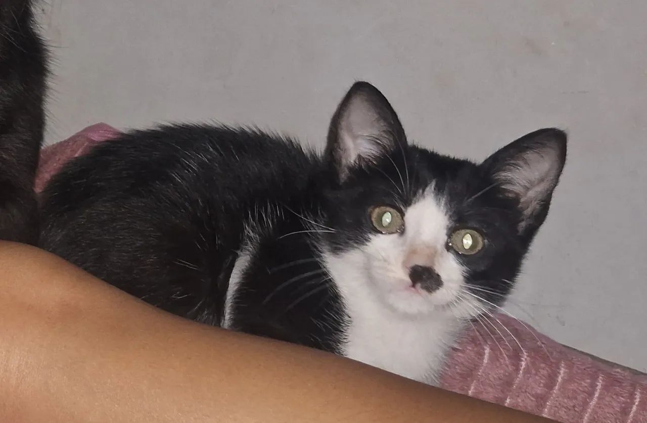 Doação de uma gata 