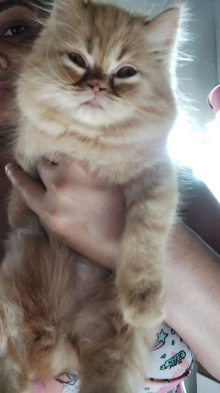 Filhote Gato persa legitimo - Foto 3