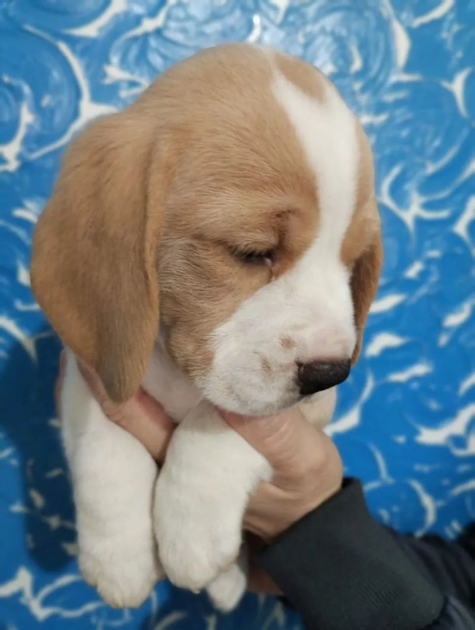 Filhotes de beagle - Foto 4