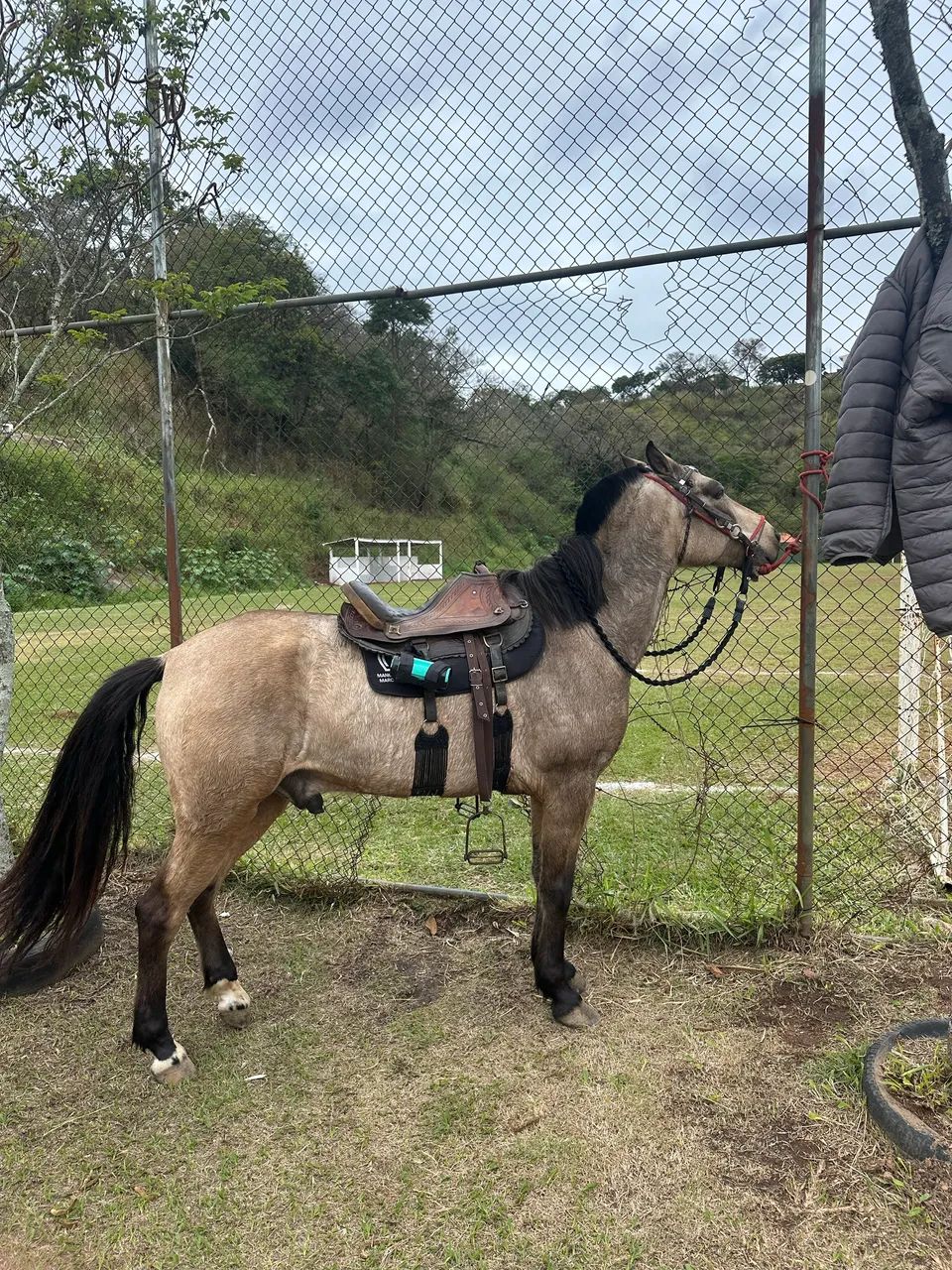 Mangalarga mineiro 