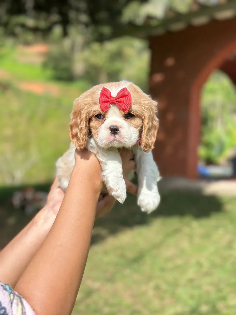 Cavalier king a pronta entrega  - Foto 2