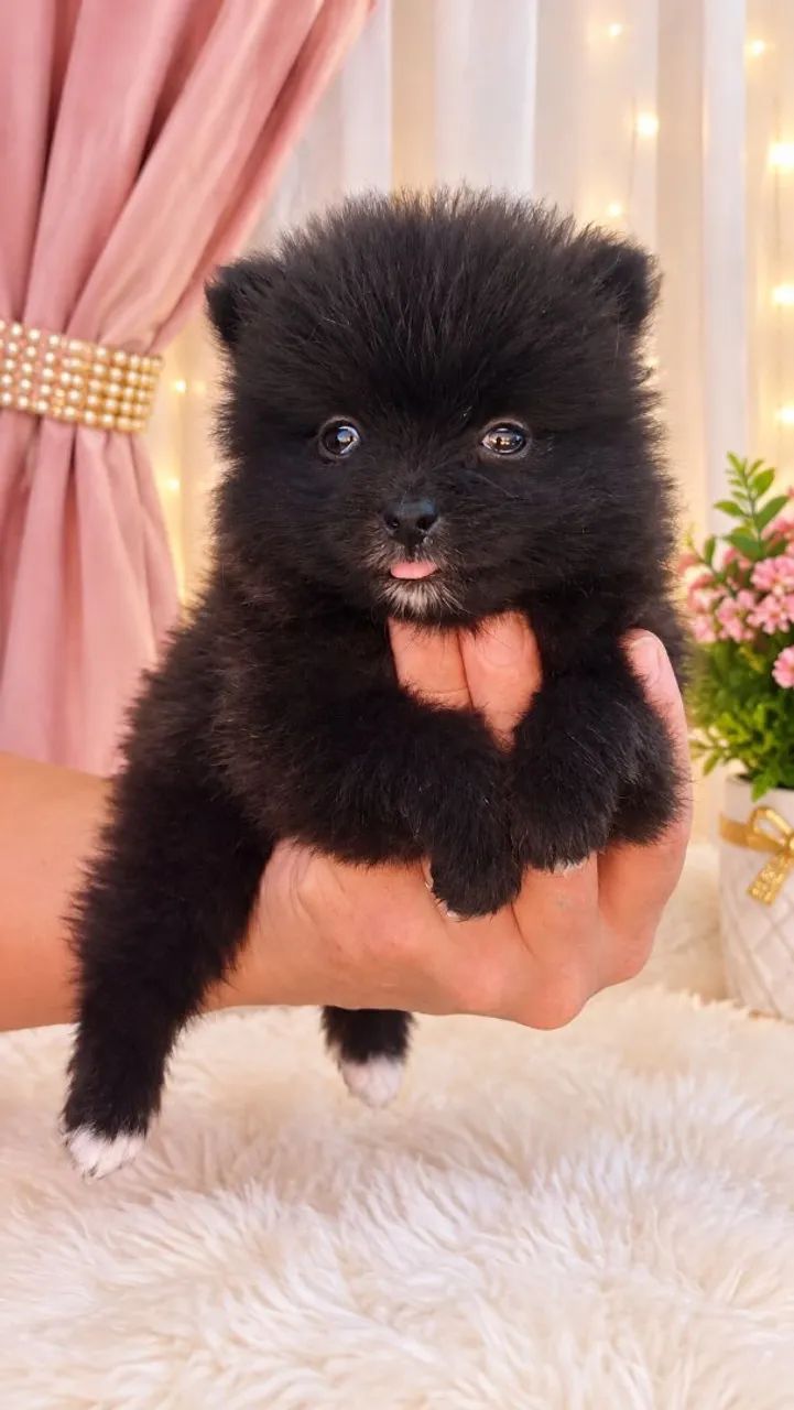 Spitz Alemão  - Foto 4