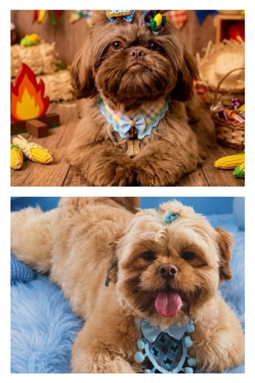 Shihtzu macho  - Foto 5