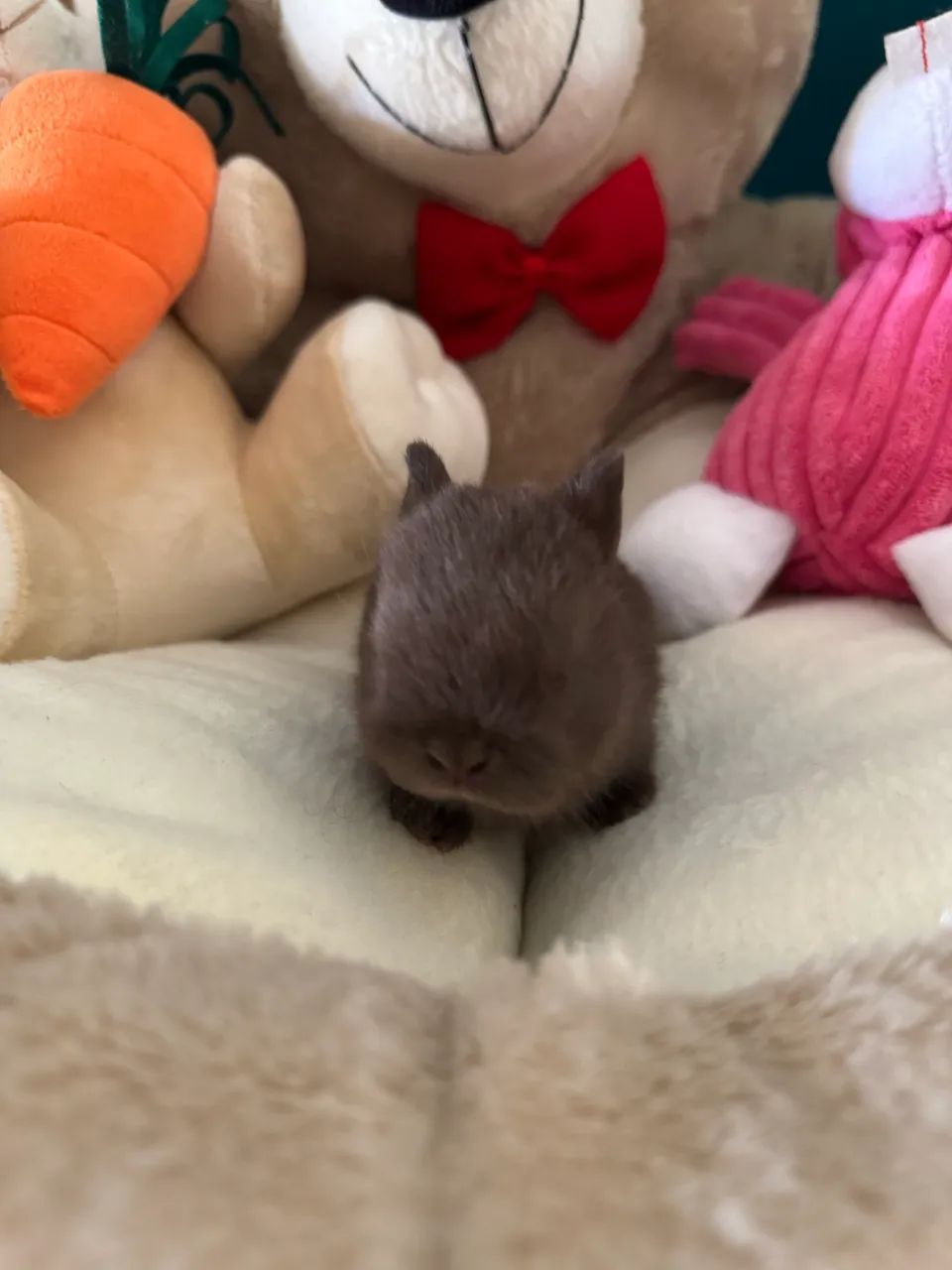 Mini coelho anão netherland  - Foto 3