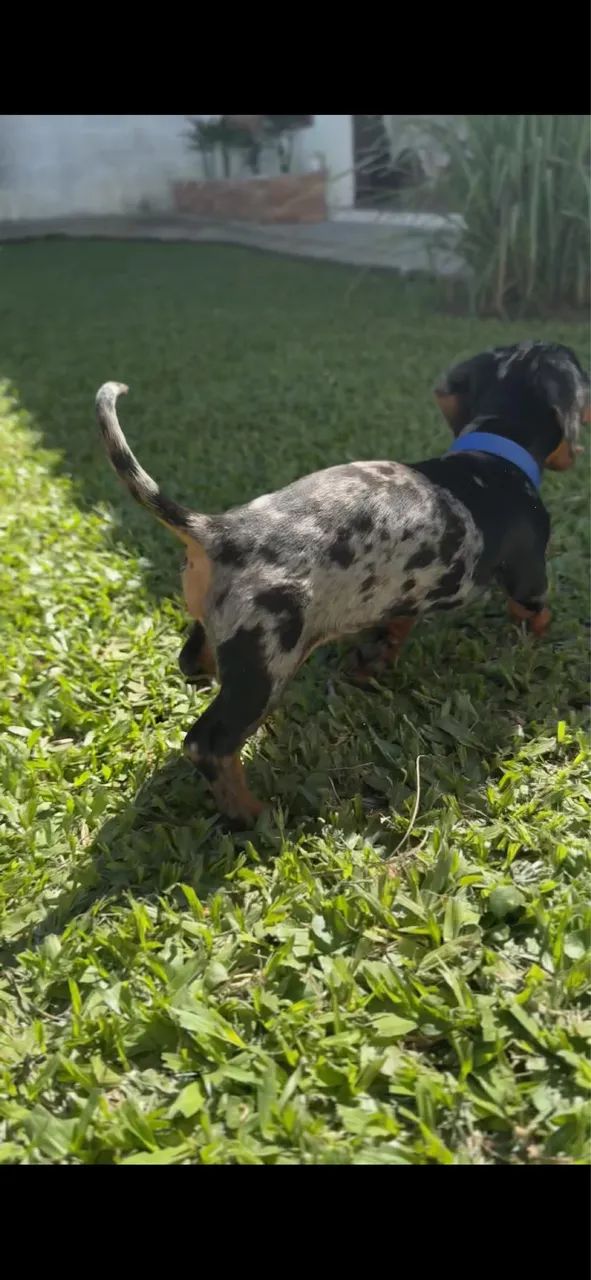 Dashund  - Foto 4