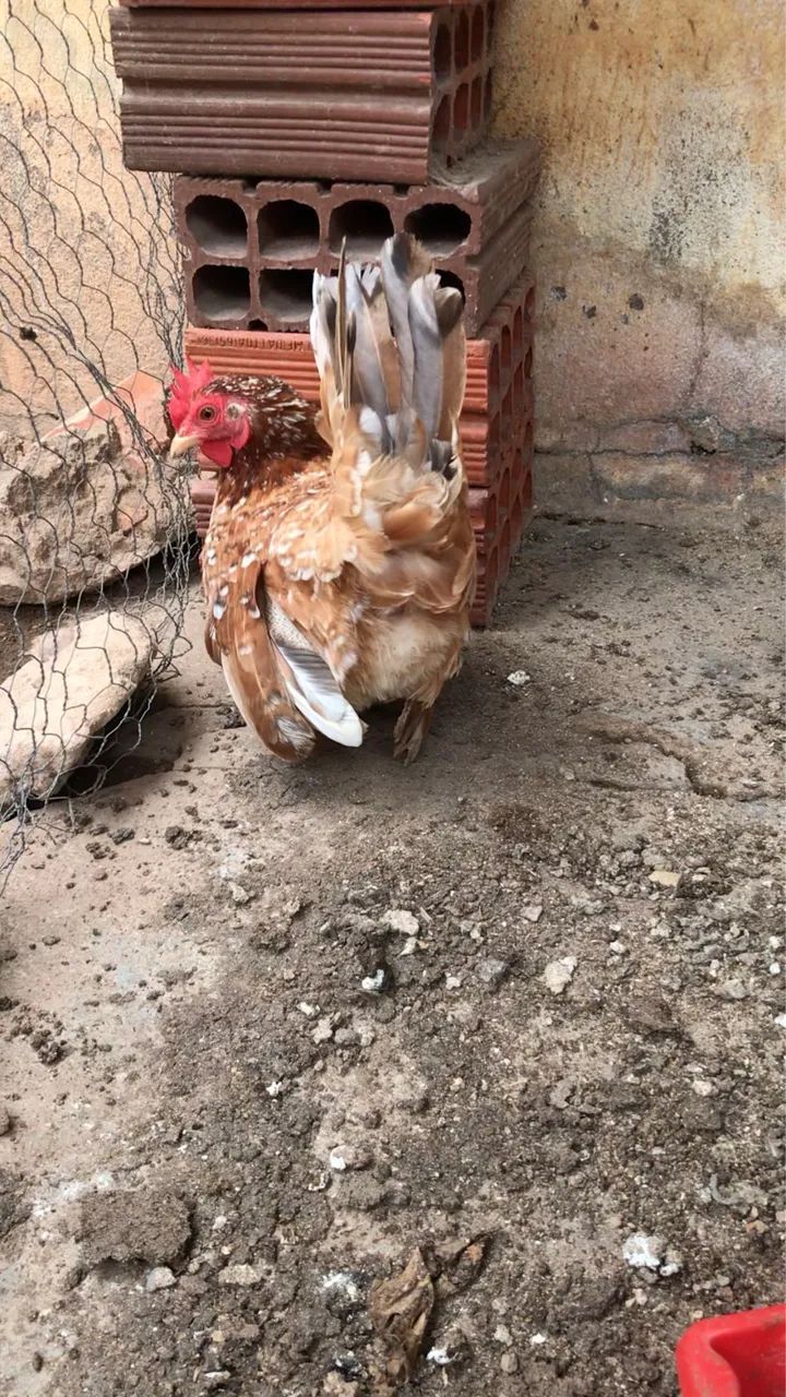 Galinha Nagasaki  - Foto 5