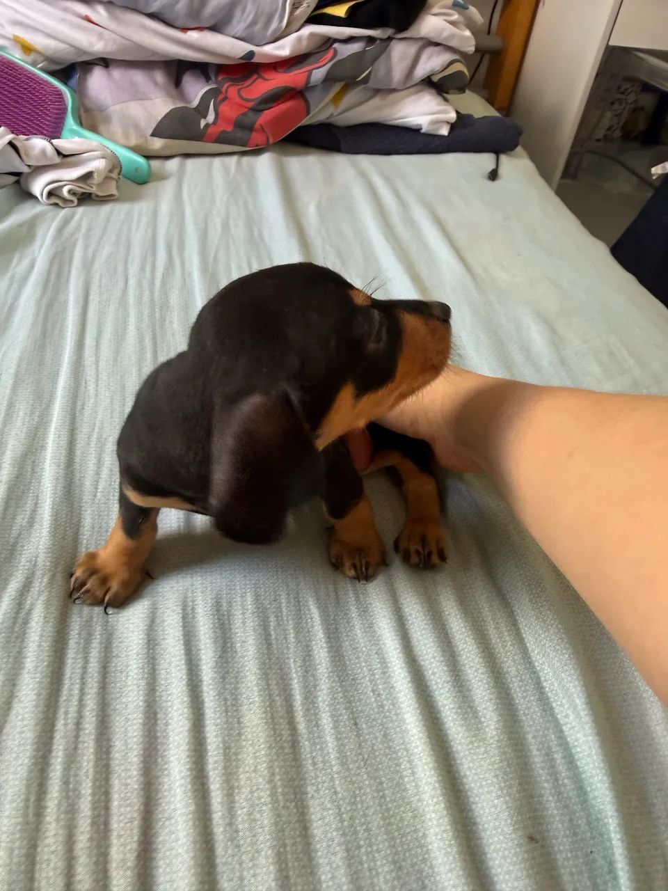 Salsichinha mini black Tan - Foto 2