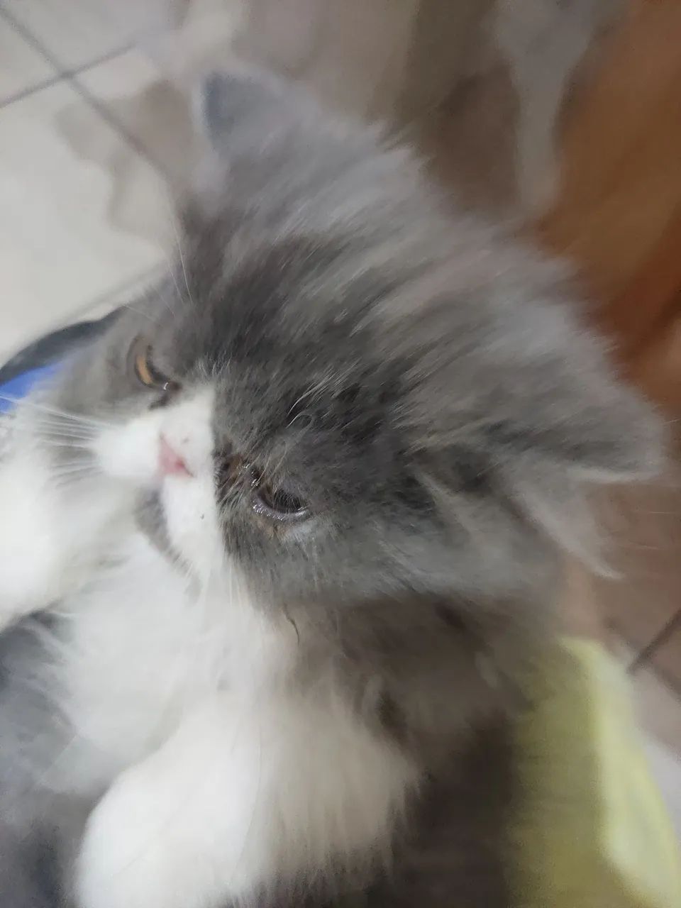 Gatos persas ,casal  - Foto 4