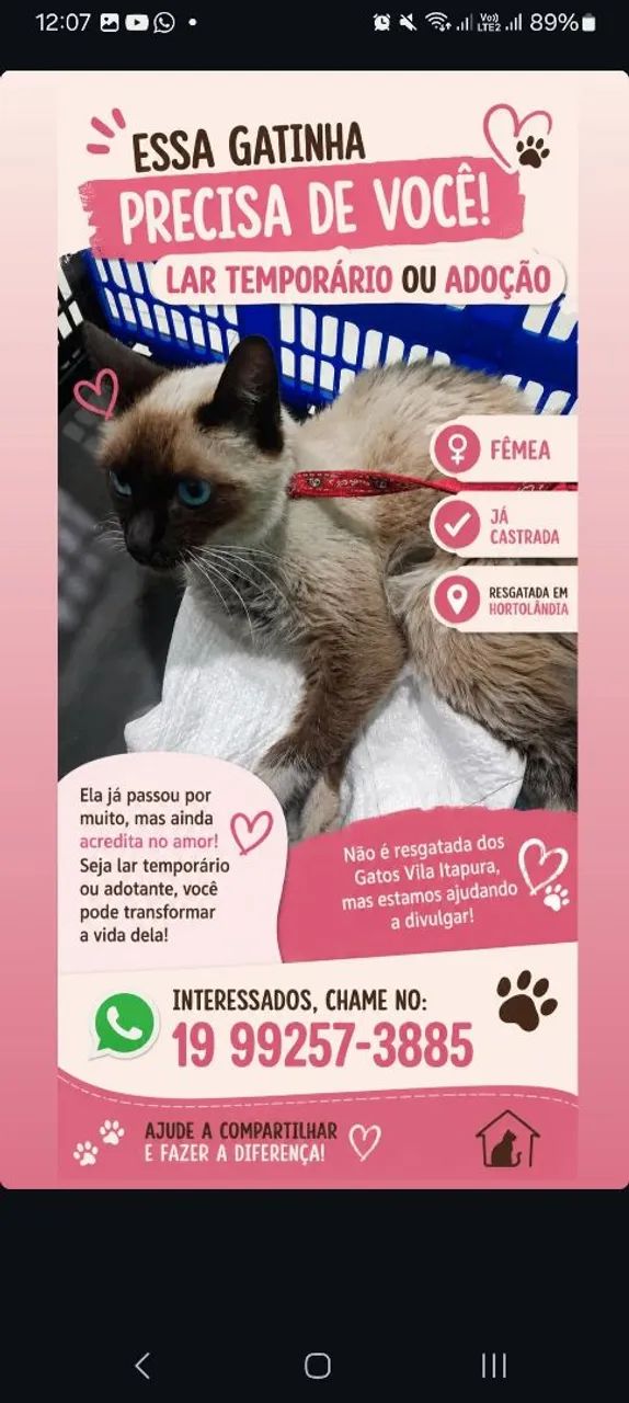 Doação: gata mansa e castrada