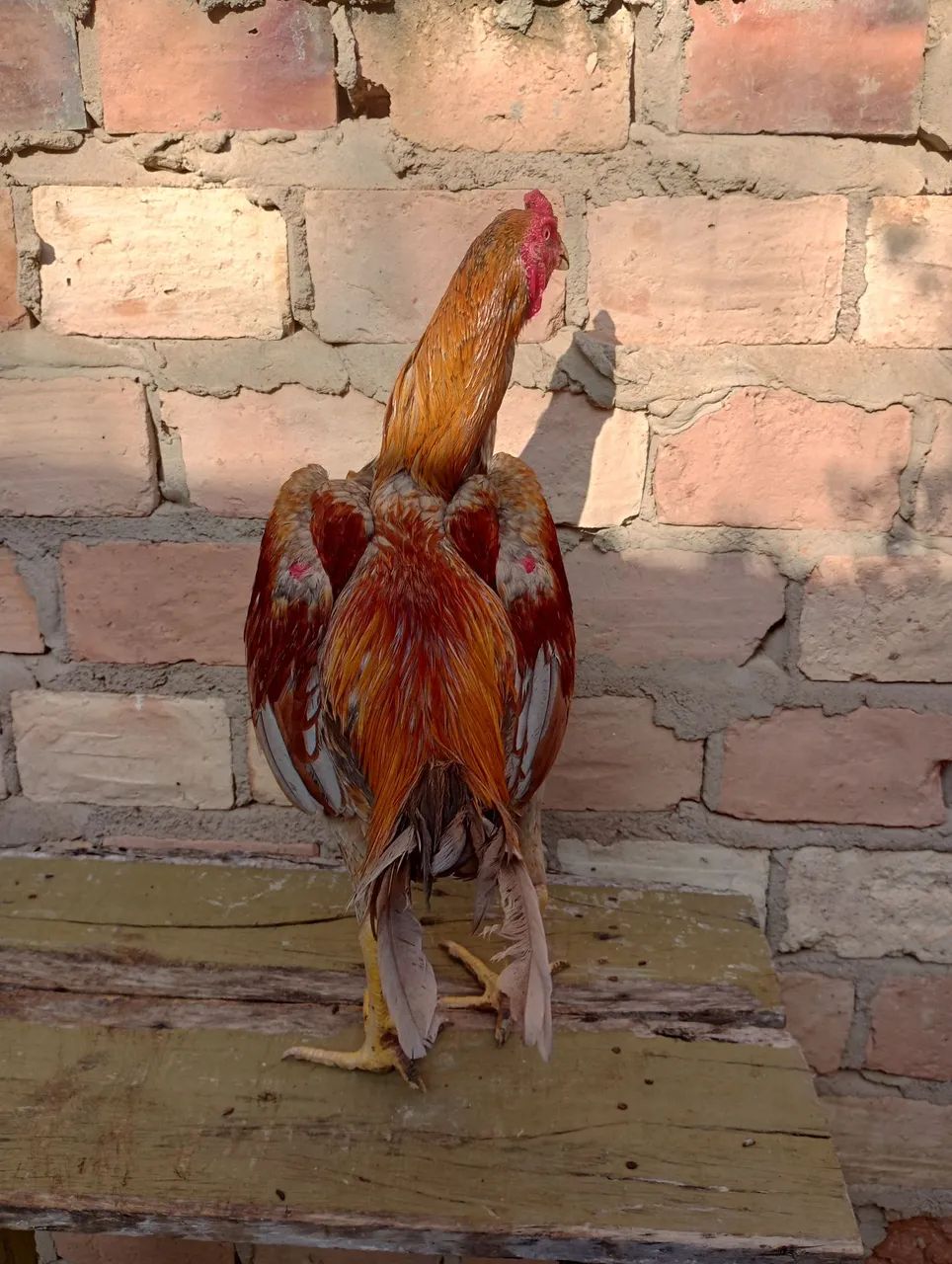 Frango carioca shamo - Foto 2