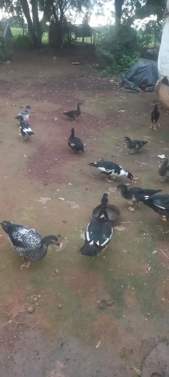 Patos todos os tamanhos  - Foto 4