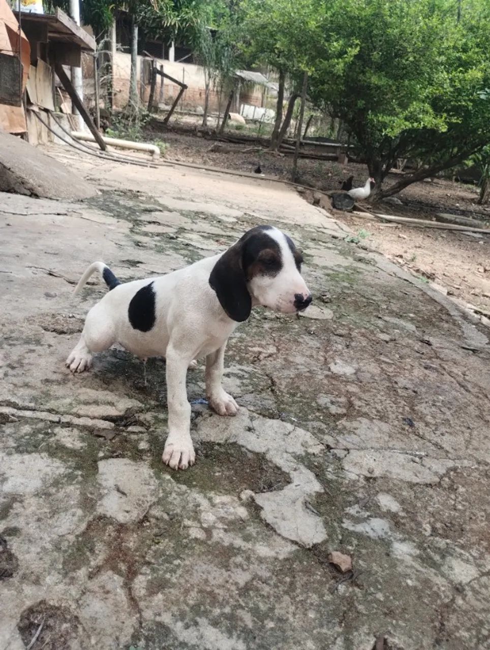 Animal - Foto 2