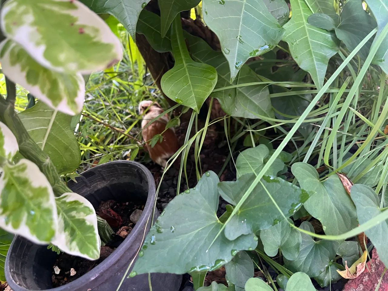 Vendo porquinha da índia  - Foto 3