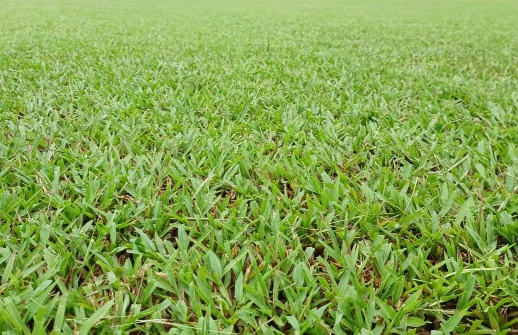 Grama São Carlos. - Foto 2