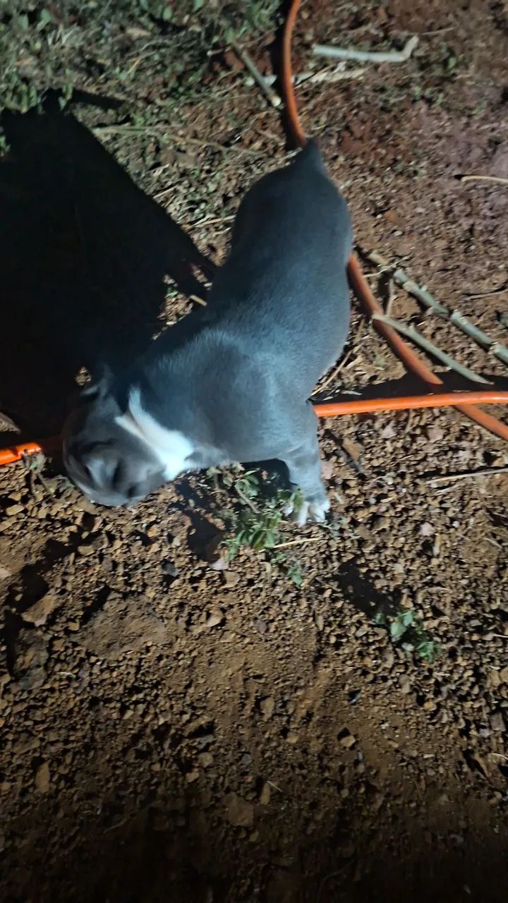 american bully - Foto 3