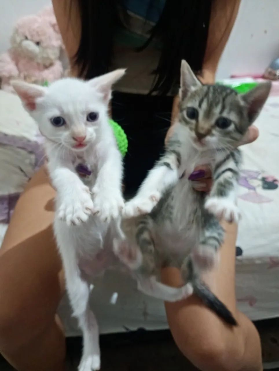 Gatinhos