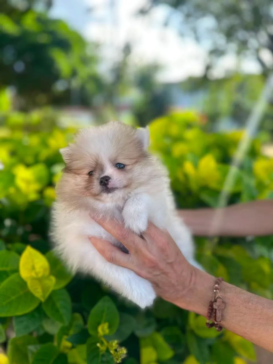 Belíssimo.macho de spitz - Foto 4