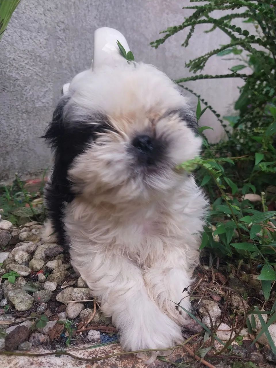 Vendo lindo cachorrinho shitzu macho  - Foto 4