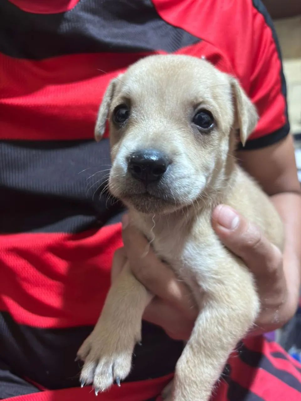 Doação de cachorros - Foto 4