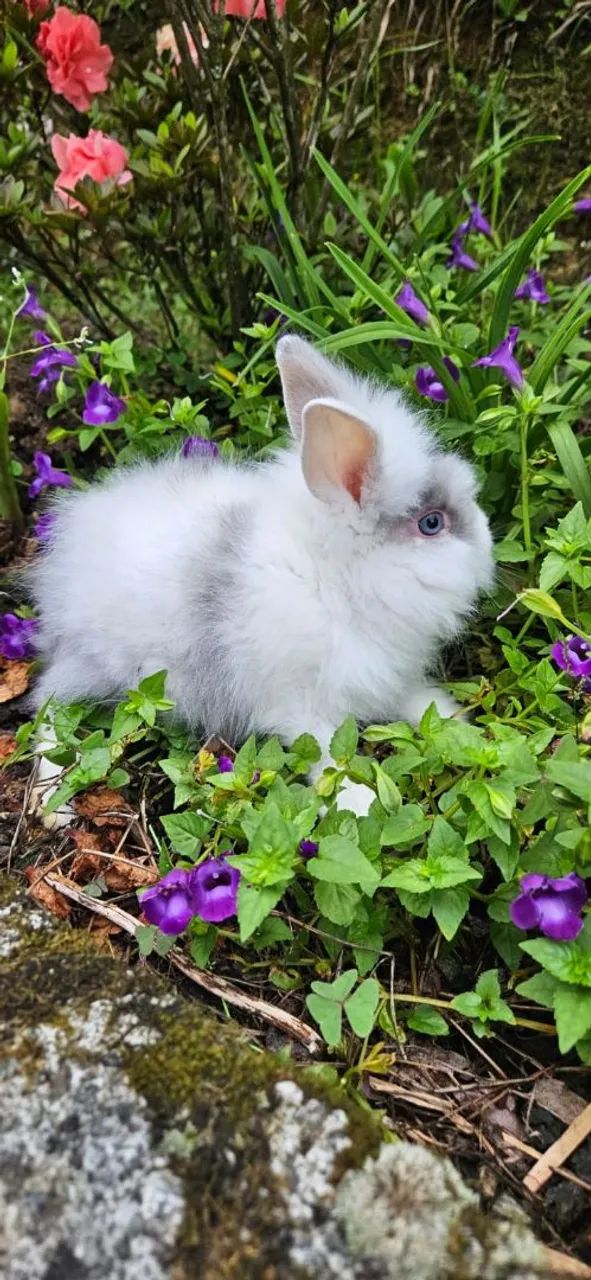 Mini Lion coelhos puros  - Foto 3