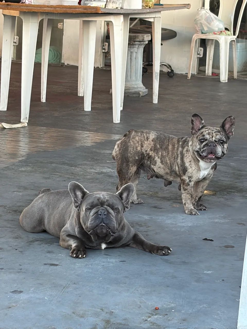 Buldogue francês  - Foto 2