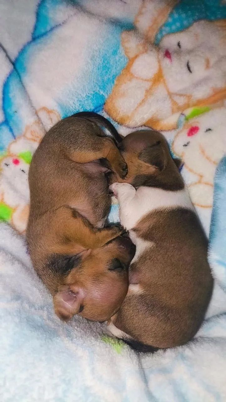 Pinscher  - Foto 3