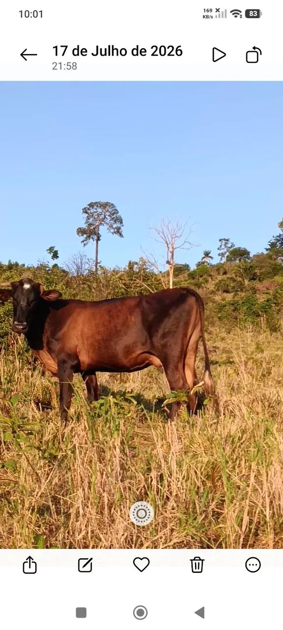 Vaca leiteira valor 5.500 cada 