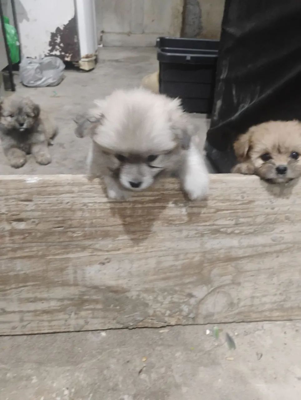 Vende-se cachorros Shitzu 