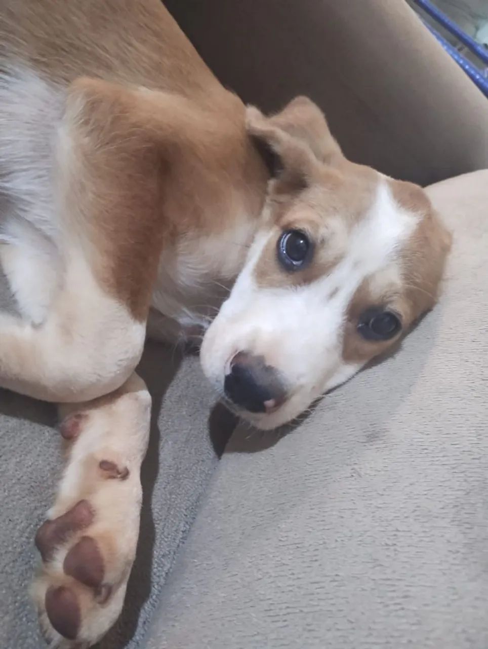 Doação - cachorrinha  - Foto 2