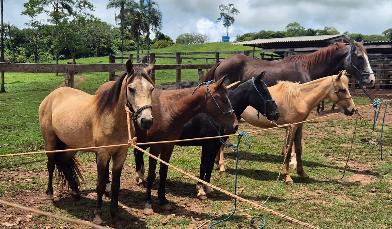 Cavalos e Éguas  Para Crianças - Foto 2