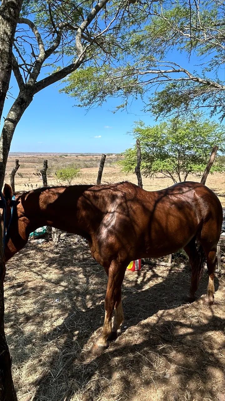 Égua  - Foto 5