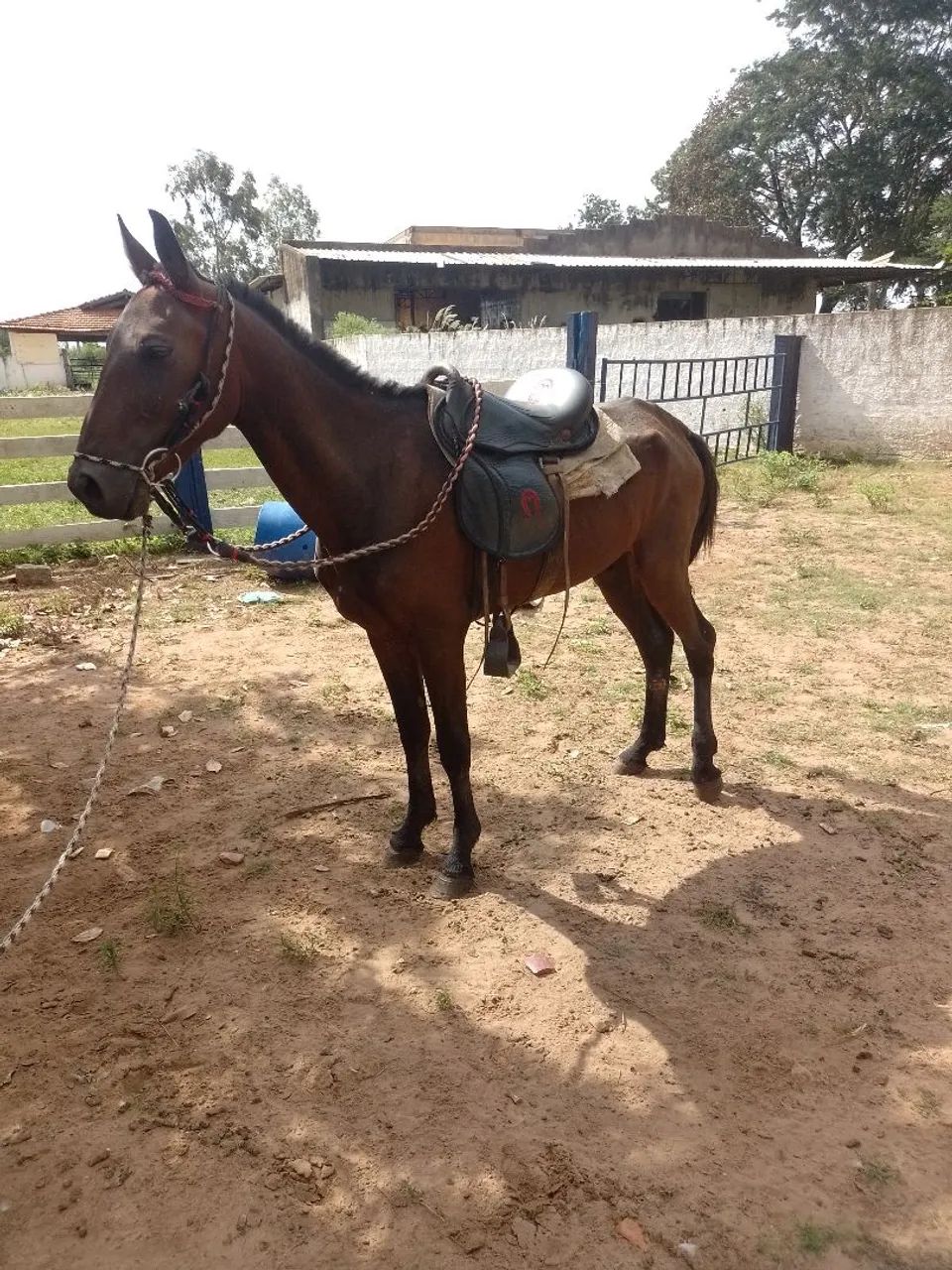 Vende-se potro