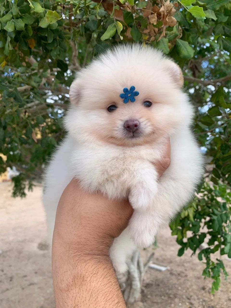 Spitz alemão  - Foto 3