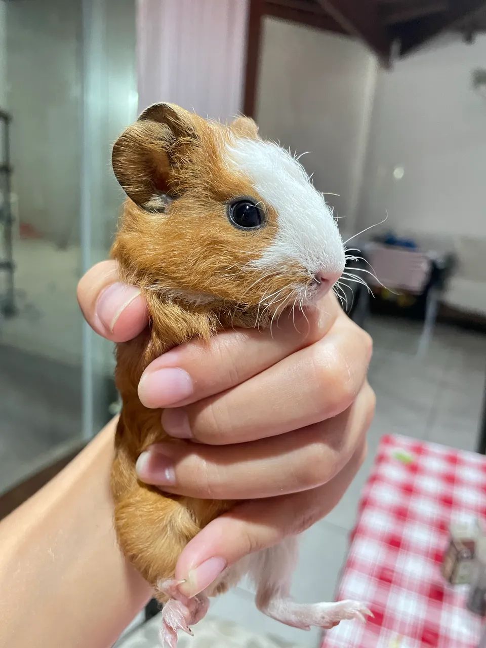 Porquinhos da índia 