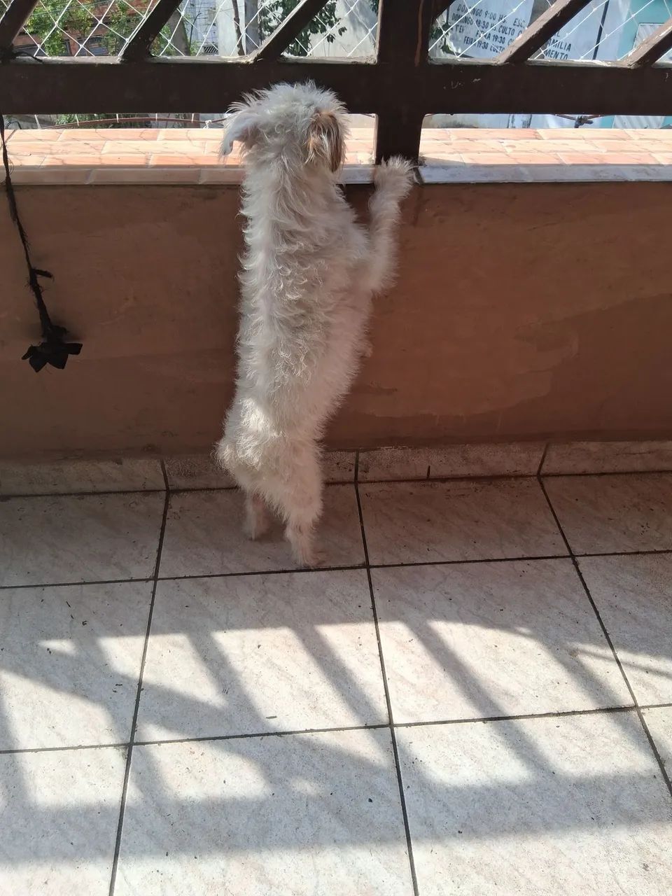 Cachorro doação  - Foto 4