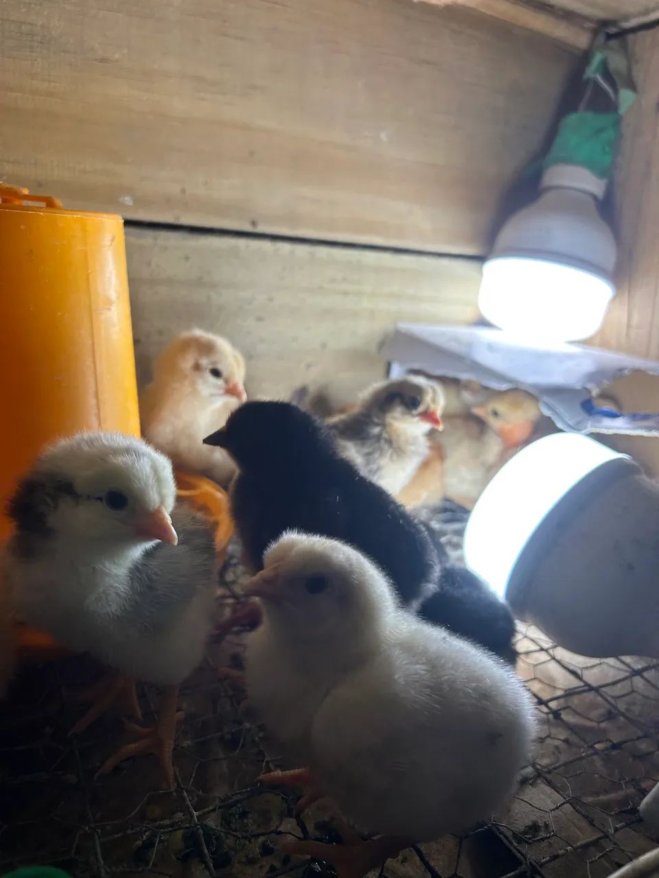 Pintinhos de galinha caipira - Foto 2