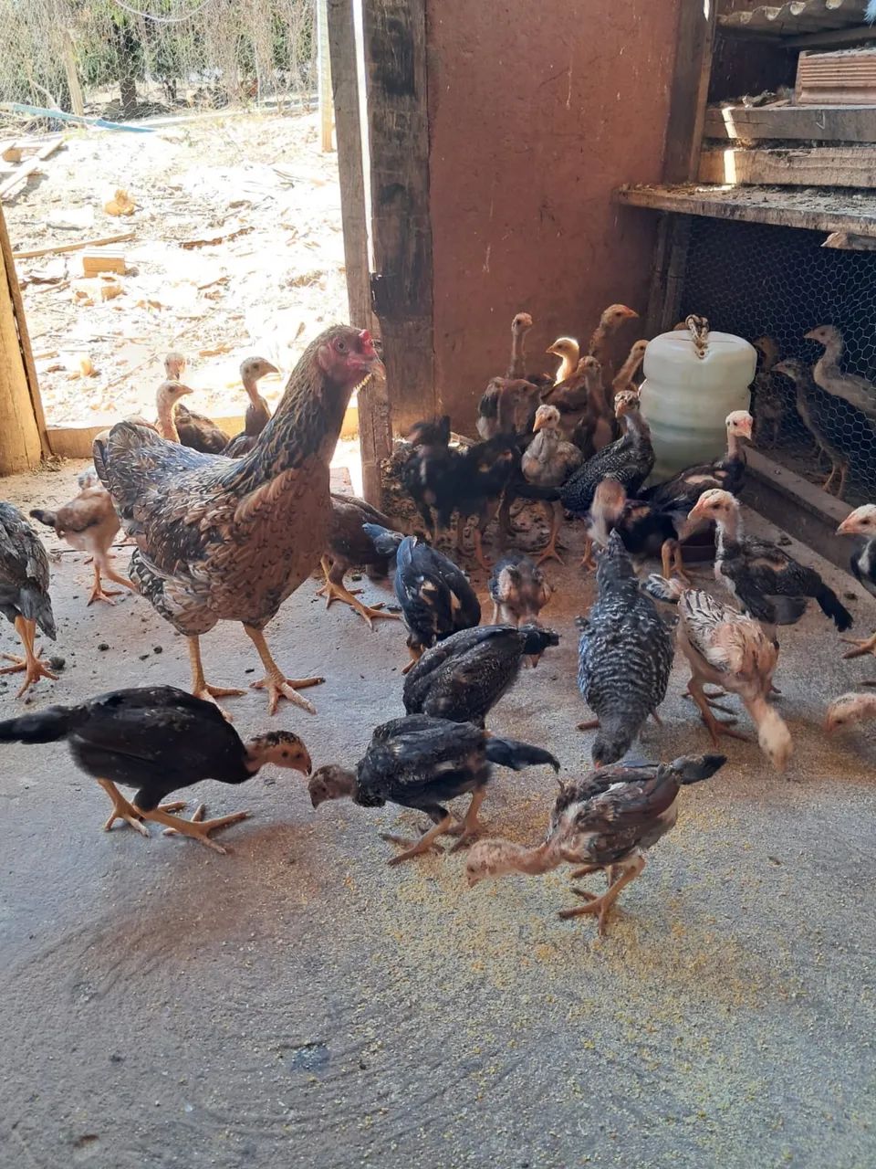 Frango caipira legítimo  - Foto 3