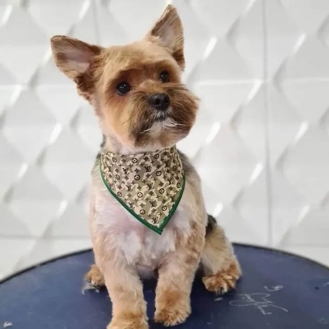Bandanas Pet para Banho e Tosa Grooming  - Unidade ou Quantidade - Foto 2