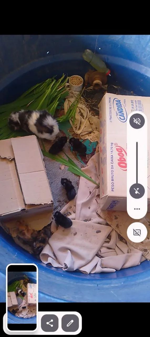 Vende se lindos filhotes de porquinho da índia  - Foto 3