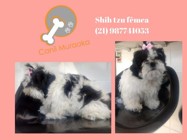 Shih Tzu - shihtzu fêmea preto e branca