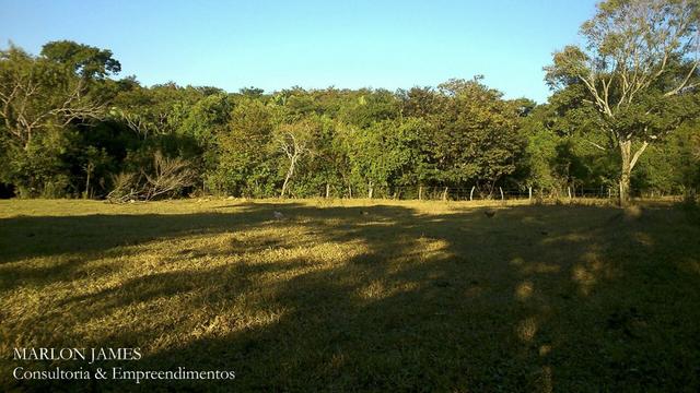 Fazenda Para Gado Ipameri-Go! - Foto 4